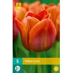 Tulipa Cairo (5 stuks)