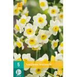 Narcissus Avalanche (5 stuks)