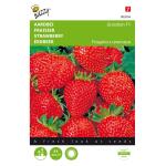 Buzzy Seeds aardbeien Grandian F1 - Fragaria x ananassa