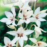 Acidanthera of Gladiolus callianthus