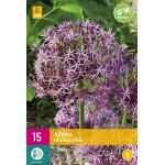 Allium Christophii - sieruien (15 stuks)