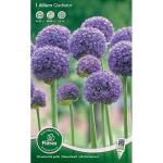 Allium Gladiator