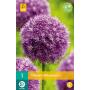 Allium Globemaster sierui - 1 stuk (1 stuks)