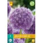 Allium His Excellency - Grootbloemig (1 stuks)