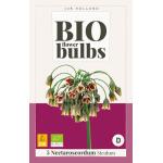 Allium nectaroscordum Siculum - Bio flowerbulbs