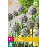 Allium Ping Pong - sieruien (40 stuks)