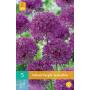 Allium Purple Sensation - 5 stuks (5 stuks)