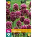 Allium sphaerocephalon sierui - 100 stuks