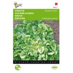 Andijvie Nummer Vijf - Cichorium endivia