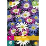 Anemone blanda mix - 50 stuks (50 stuks)