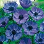 Anemone Single Mr. Fokker - blauw