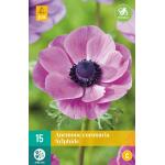 Anemoon Coronaria Sylphide (15 stuks)