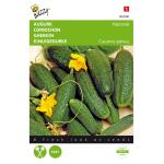 Augurken Kleine Groene Scherpe - Cucumis sativus