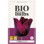 Bio Tulipa Ronaldo - Triumph (7 stuks)