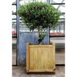 Bloembak Ficus in hout - 234 L