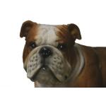 Engelse bulldog zittend