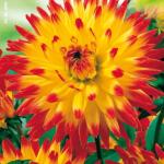 Cactusdahlia hoog Aloha