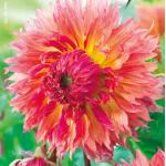 Cactusdahlia hoog Myrtles Folie