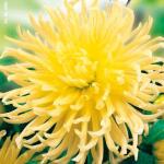 Cactusdahlia hoog Yellow Star