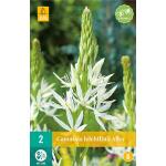 Camassia leichtlinii 'Alba' - prairielelie (2 stuks)