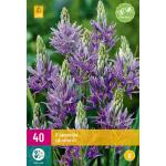 Camassia quamash - prairielelie (40 stuks)