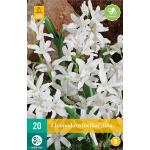 Chionodoxa luciliae Alba - sneeuwroem (20 stuks)