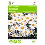 Lage Margriet Silver Princess - Chrysanthemum maximum