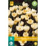 Crocus Cream Beauty - kleinbloemige krokus (15 stuks)