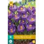 Crocus Flower Record - grootbloemige krokus (10 stuks)