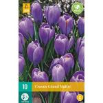 Crocus Grand Maitre - grootbloemige krokus (10 stuks)