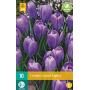 Crocus Grand Maitre - grootbloemige krokus (10 stuks)