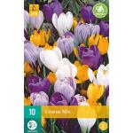 Crocus grootbloemig mix - grootbloemige krokus (10 stuks)