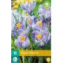 Crocus Pickwick - grootbloemige krokus (10 stuks)