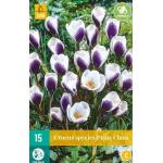 Crocus Prins Claus - kleinbloemige krokus (15 stuks)