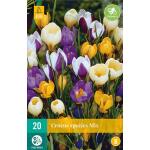 Crocus species mix - kleinbloemige krokus mix (20 stuks)