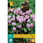 Cyclamen hederifolium - cyclaam van Napels