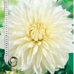 Dahlia decoratief Dinnerplate Fleurel