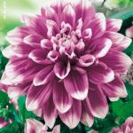 Dahlia decoratief Mistery Day