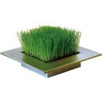 Decoratief gras