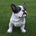 Franse bulldog tuinbeeld