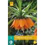 Fritillaria imperialis Aurora - keizerskroon