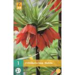 Fritillaria imperialis Rubra - keizerskroon rood