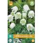 Fritillaria meleagris Alba - kievitseitjes (10 stuks)