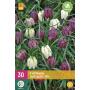 Fritillaria meleagris mix - kievitseitjes (30 stuks)