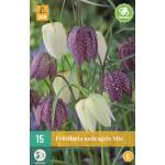 Fritillaria meleagris mix - kievitseitjes (15 stuks)