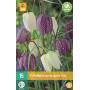 Fritillaria meleagris mix - kievitseitjes (15 stuks)