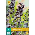 Fritillaria persica - keizerskroon (1 stuks)