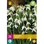 Galanthus elwesii - sneeuwklokje (25 stuks)