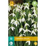 Galanthus elwesii - sneeuwklokje