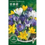 Crocus Grootbloemige Mix